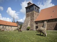 Klausurhof mit unseren Schafen und Ziegen