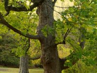 Alter Baum im Park